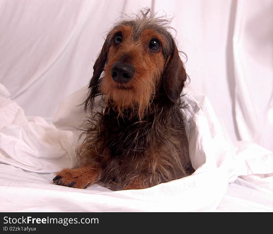 Dachshund close up studio photography. Dachshund close up studio photography