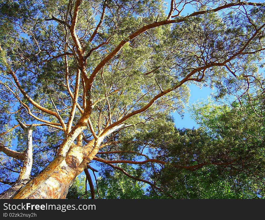 Blue sky behind pine