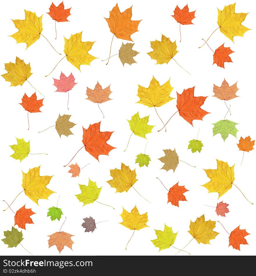 Big Seamless Leaves texture on white Background. Big Seamless Leaves texture on white Background