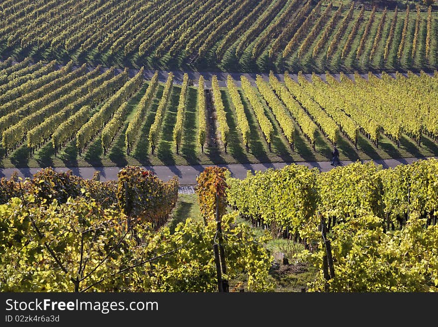 Vineyard and the autumn season