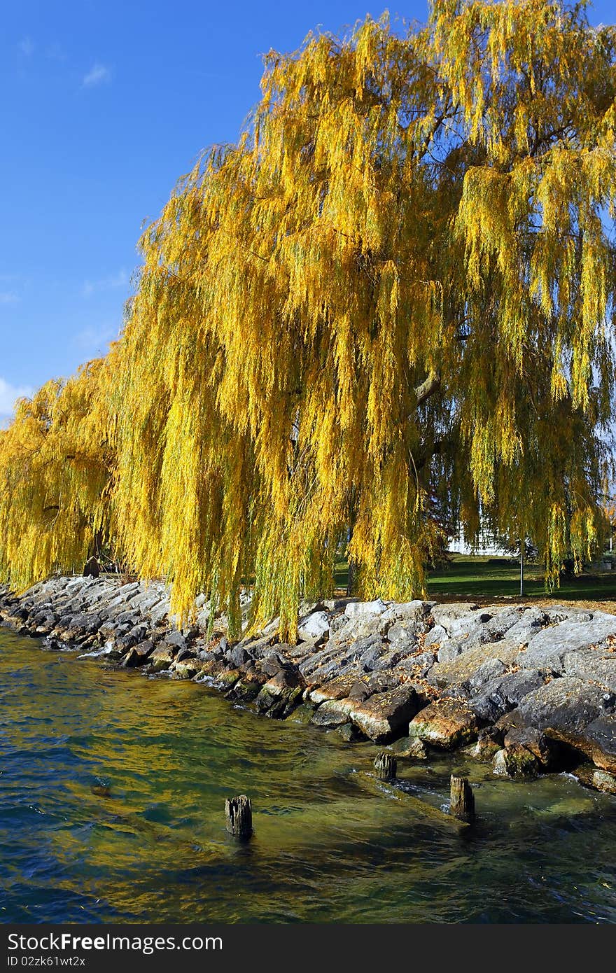 Autumn tree and lake