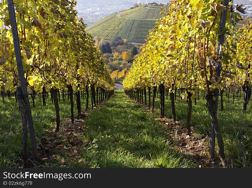 Vineyard and a long way
, the autumn season. Vineyard and a long way
, the autumn season