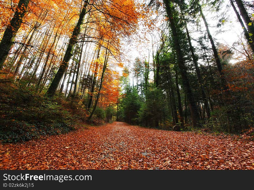 Trees with autumn color with blue sky. Trees with autumn color with blue sky