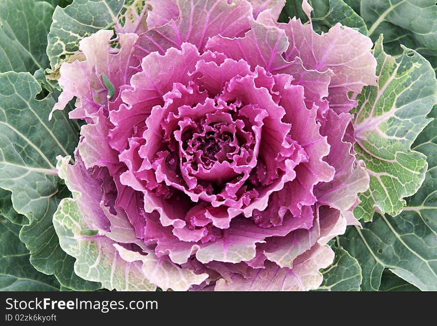 Violet cabbage grows on land in park in Prague