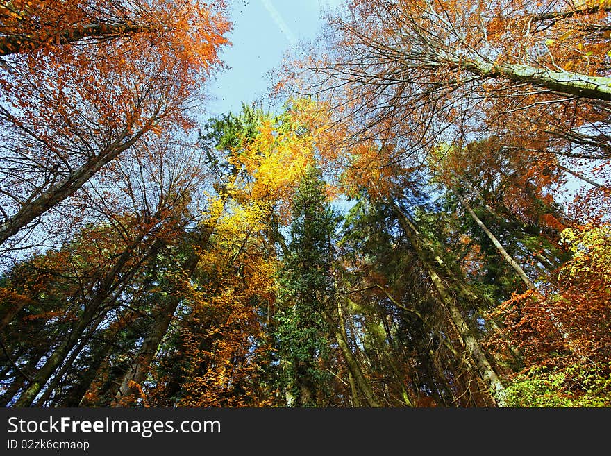 Trees with autumn color with blue sky. Trees with autumn color with blue sky