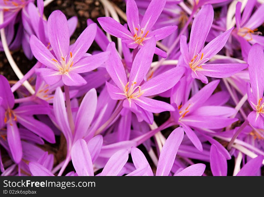 Flowerbed with violet colour crocus