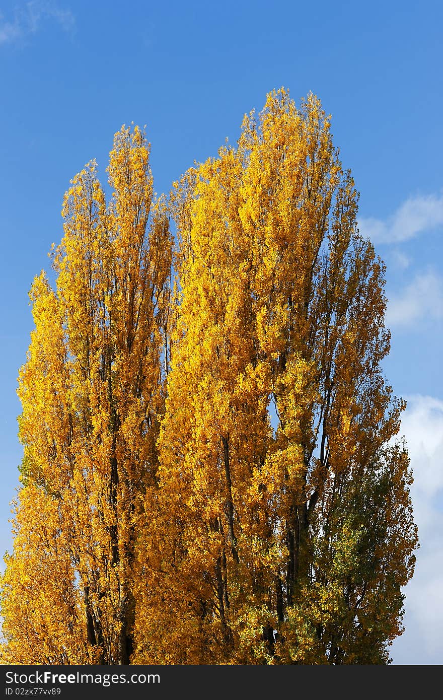 Trees with autumn color with blue sky. Trees with autumn color with blue sky