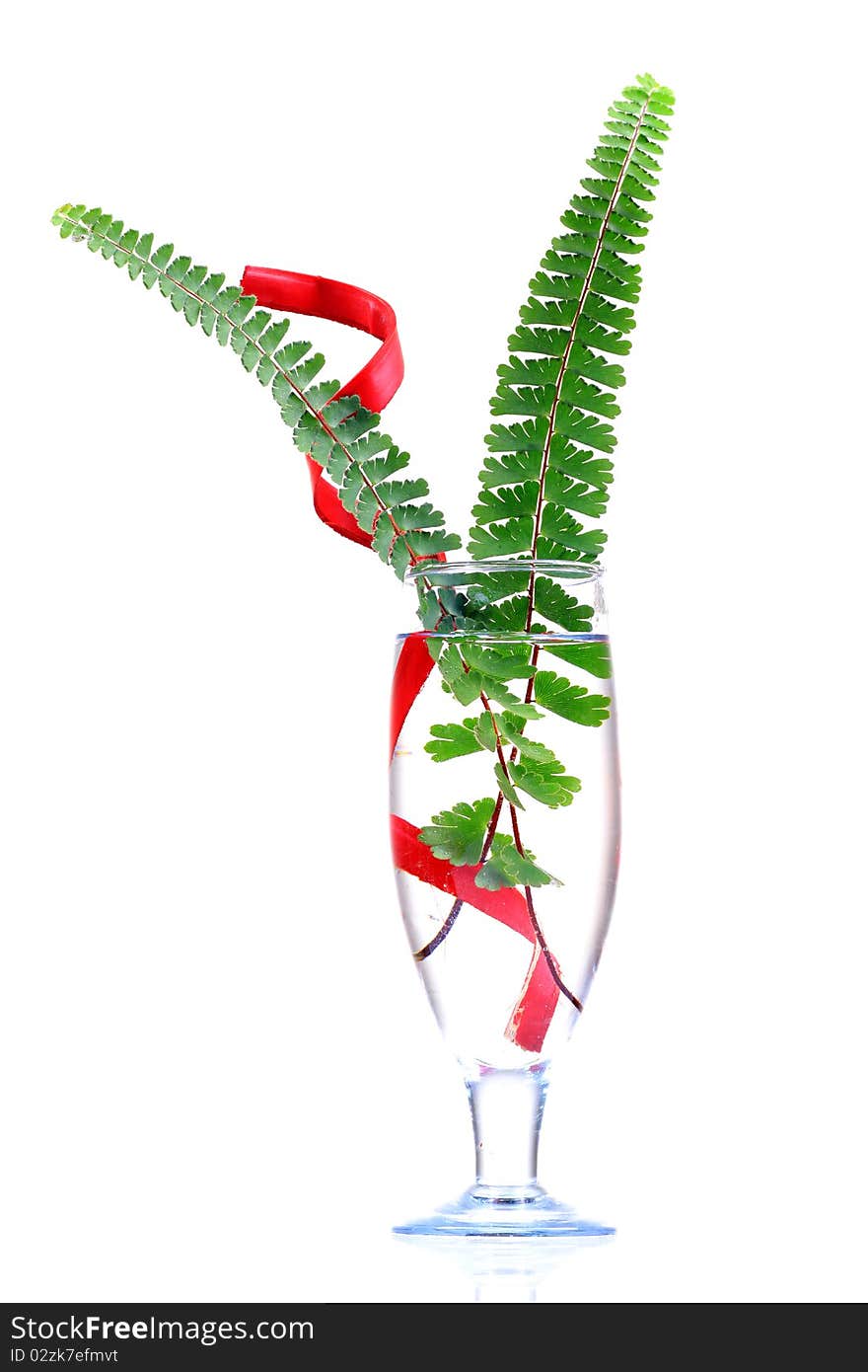 Fern and water