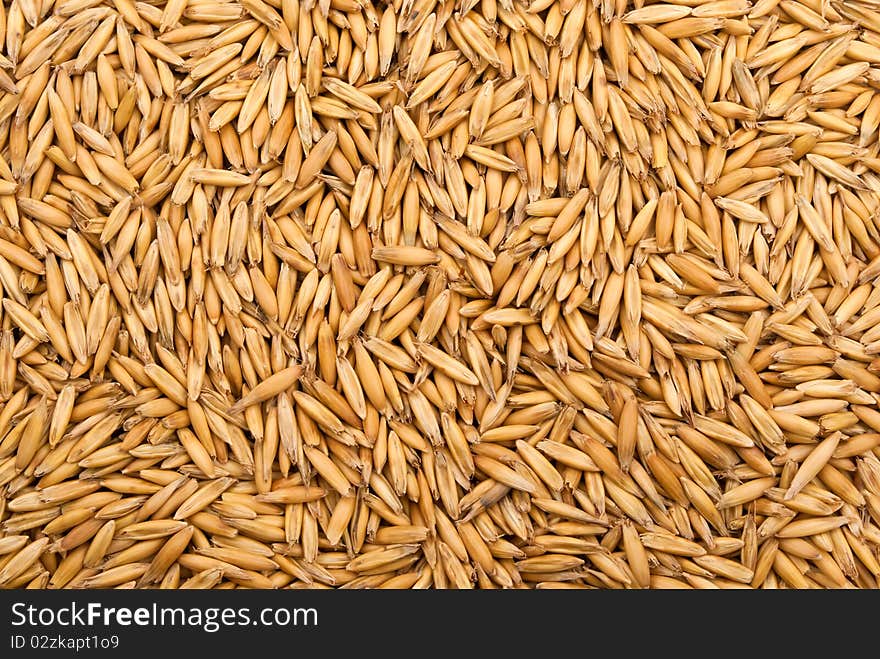 Natural background of multitude of ripe oat seeds. Natural background of multitude of ripe oat seeds