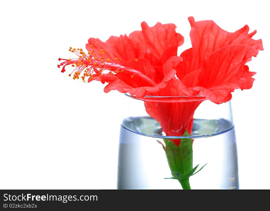 Red hibiscus flower