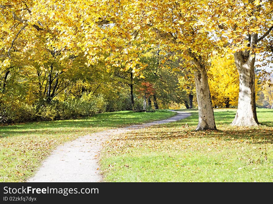 Park with trees in autumn