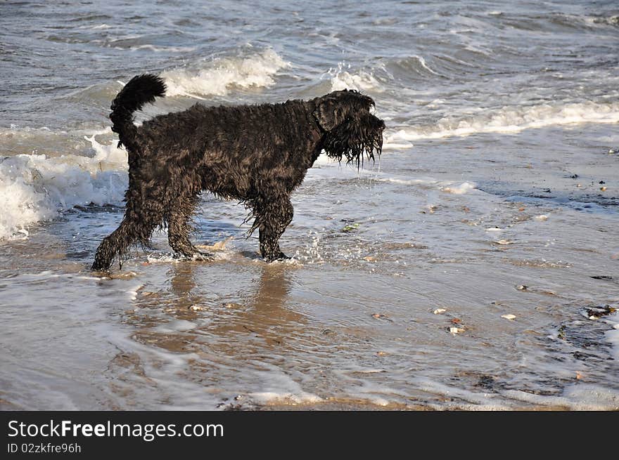 Black dog playing in water