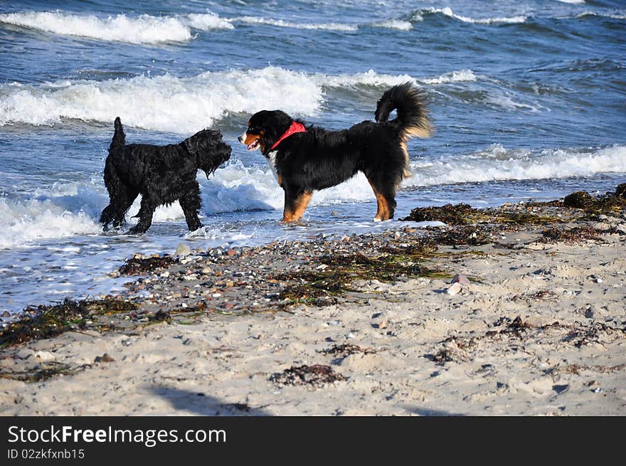 Dogs Playing At The Beach