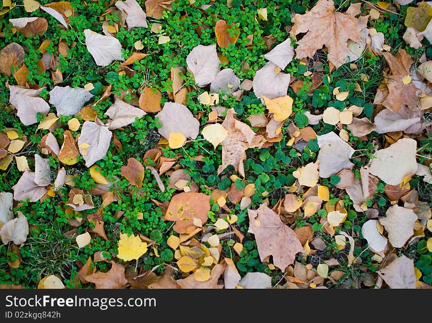 Autumn background photo of ground surface