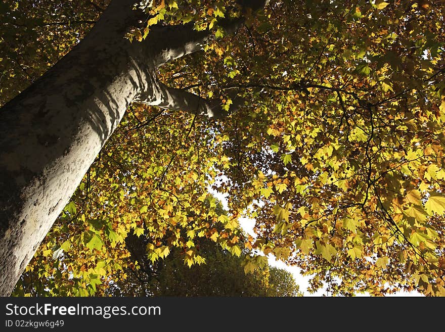 Park with trees in autumn in Stuttgart, Germany