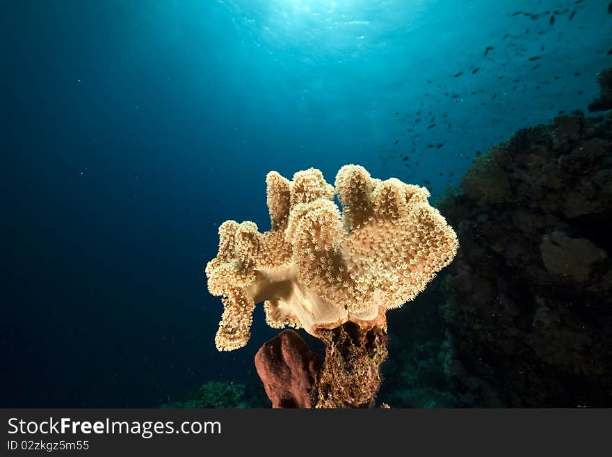 Bow of the Thistlegorm taken in the Red Sea.