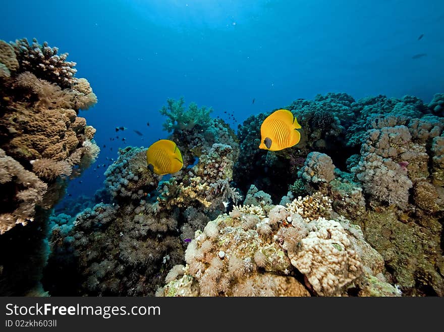 Butterflyfish and coral in the Red Sea. Butterflyfish and coral in the Red Sea.