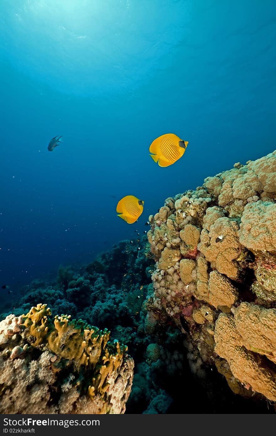 Butterflyfish in the Red Sea.