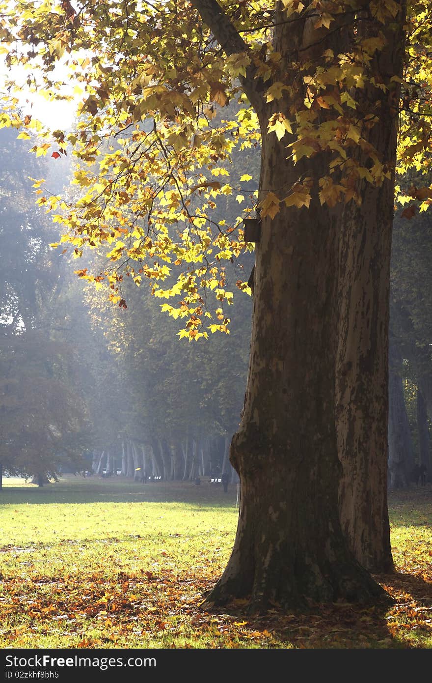 Park with trees in autumn in Stuttgart, Germany