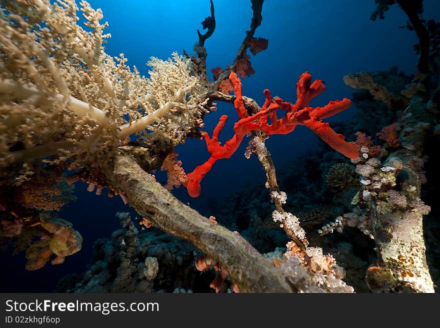 Coral And Fish In The Red Sea.