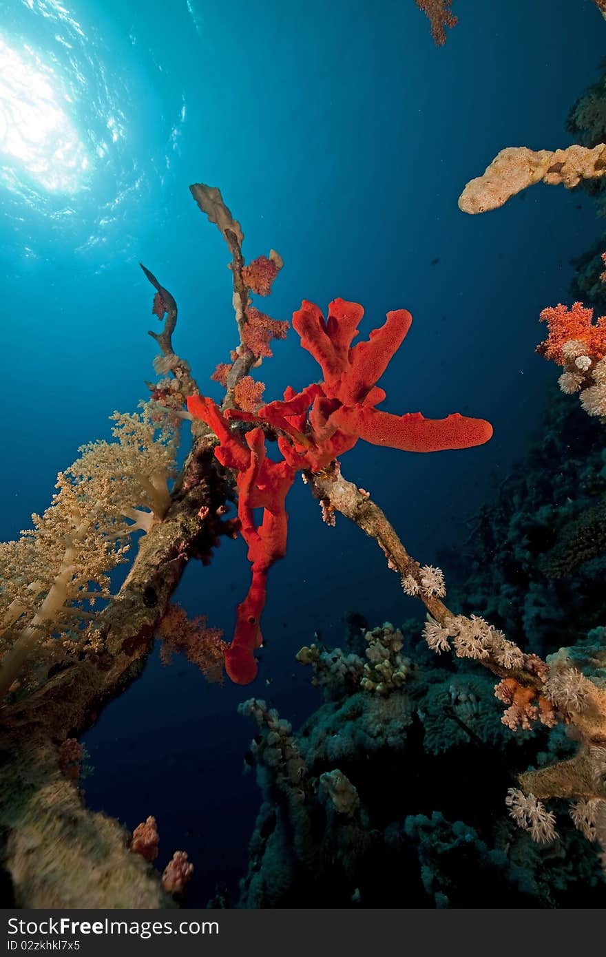 Coral And Fish In The Red Sea.