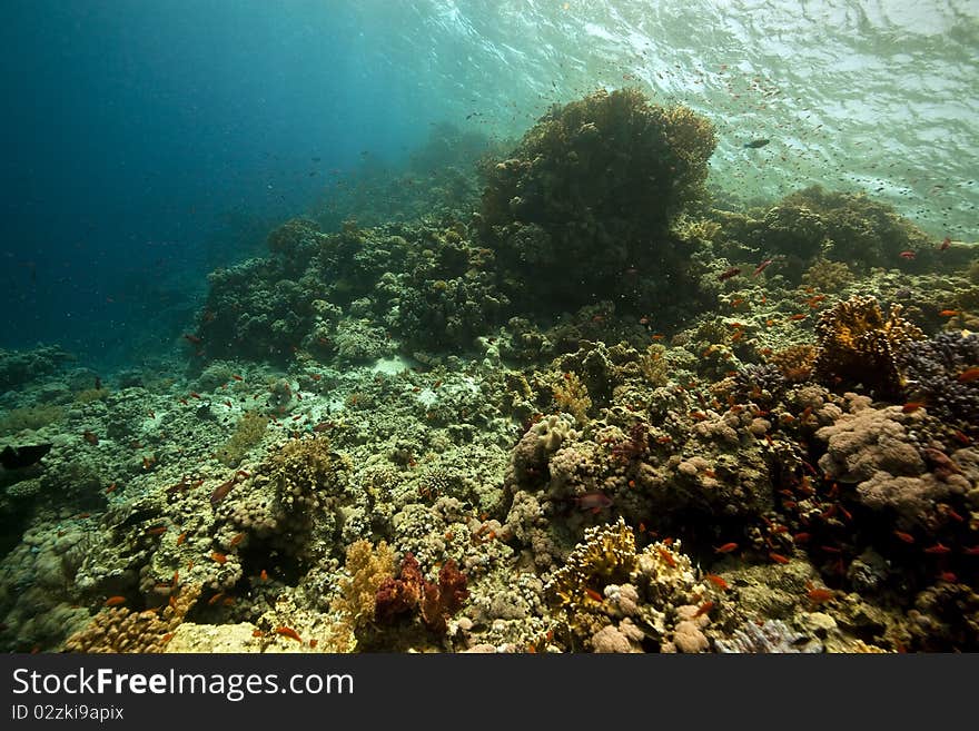 Ocean, coral and fish in the Red Sea.