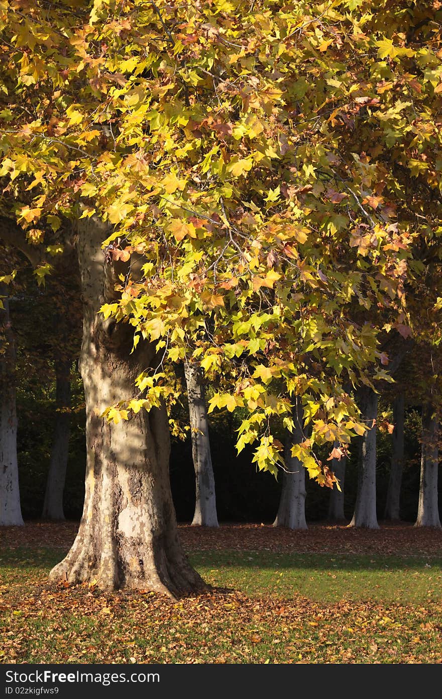 Park with trees in autumn