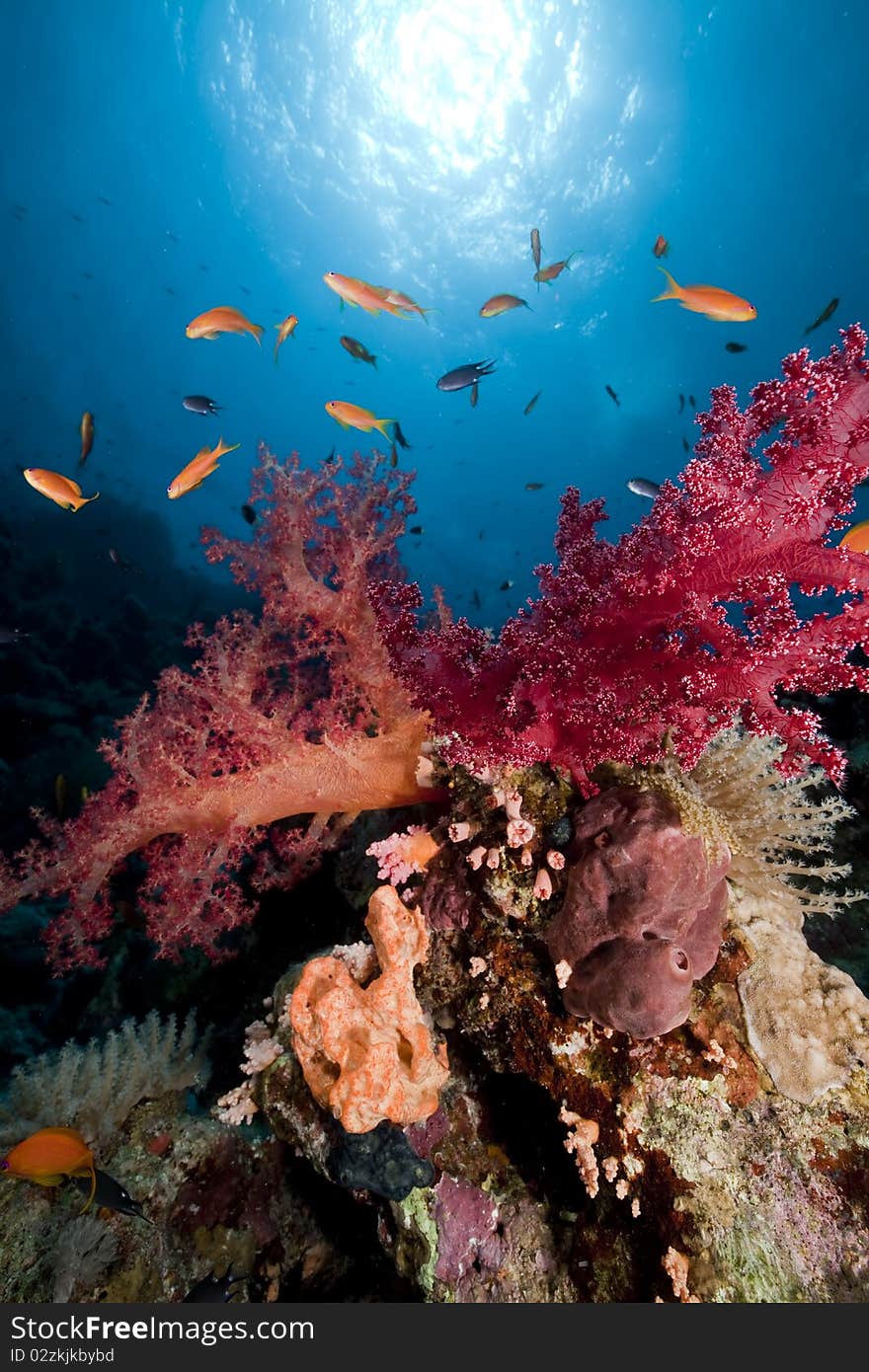 Ocean, coral and fish in the Red Sea.