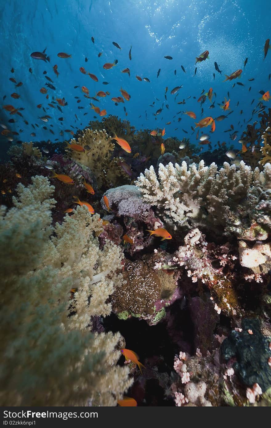 Coral And Fish In The Red Sea.