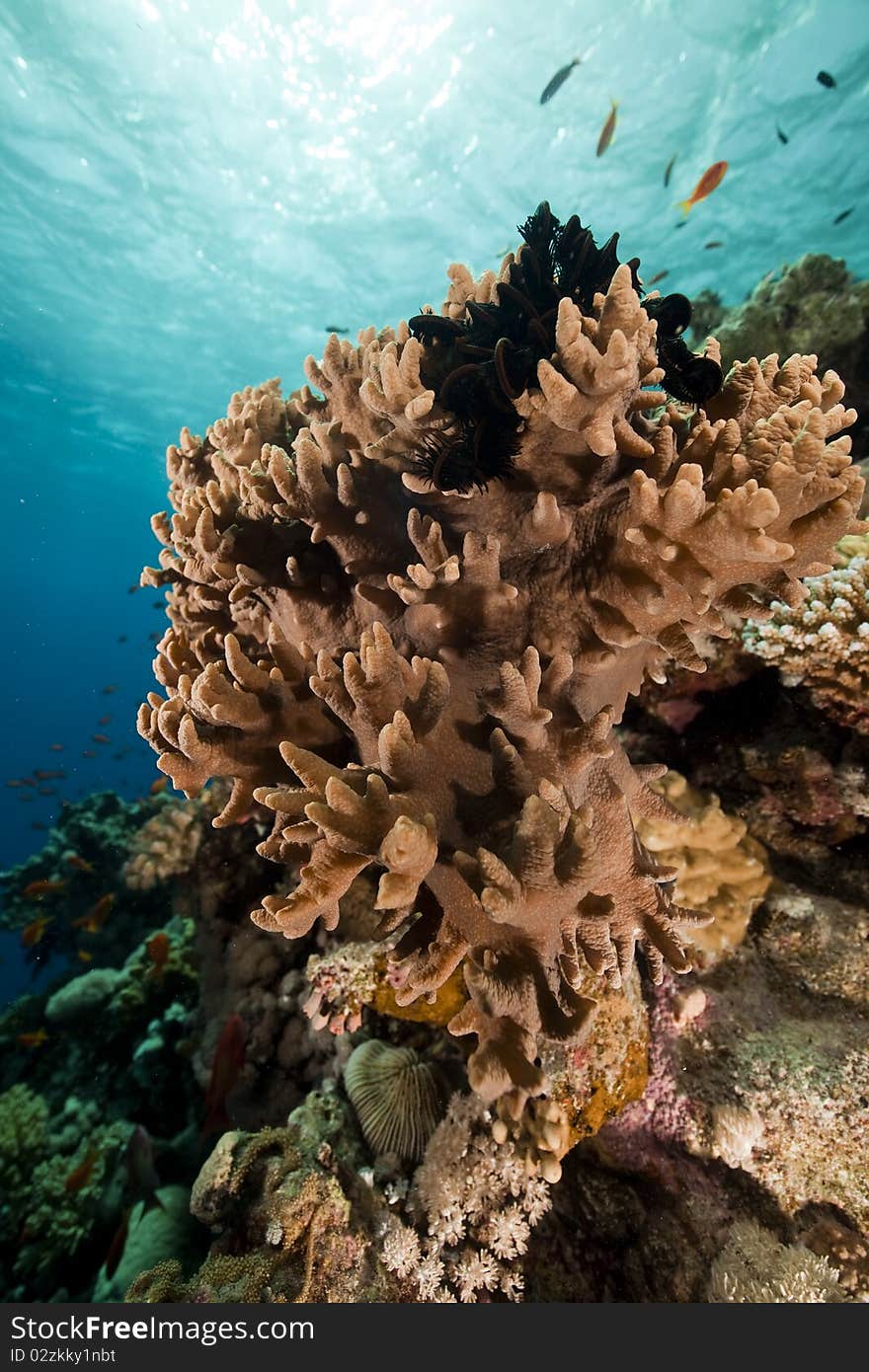 Finger leather coral in the Red Sea.