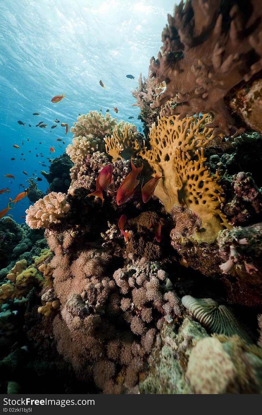 Coral and fish in the Red Sea.