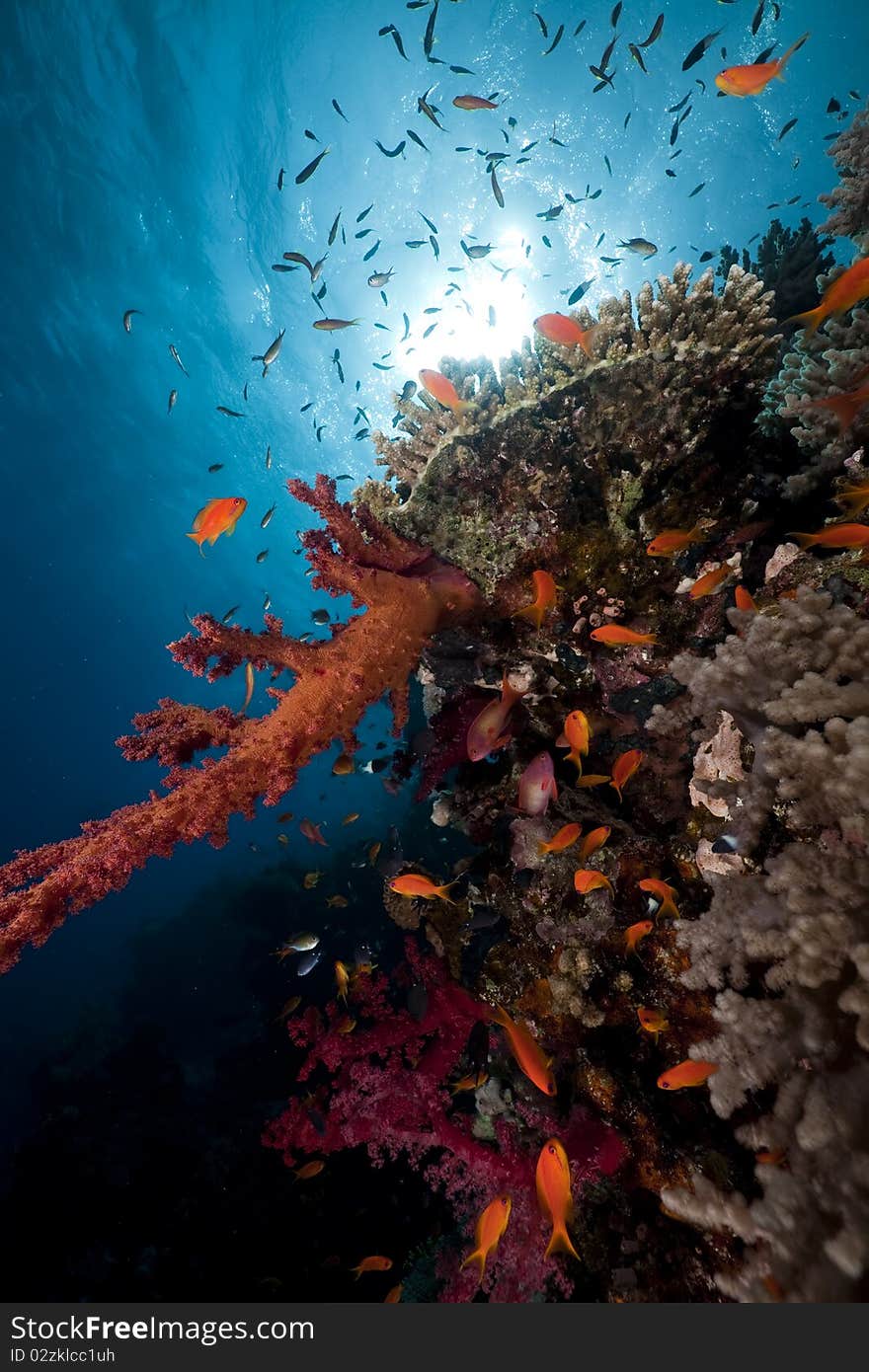 Ocean, coral and fish in the Red Sea.