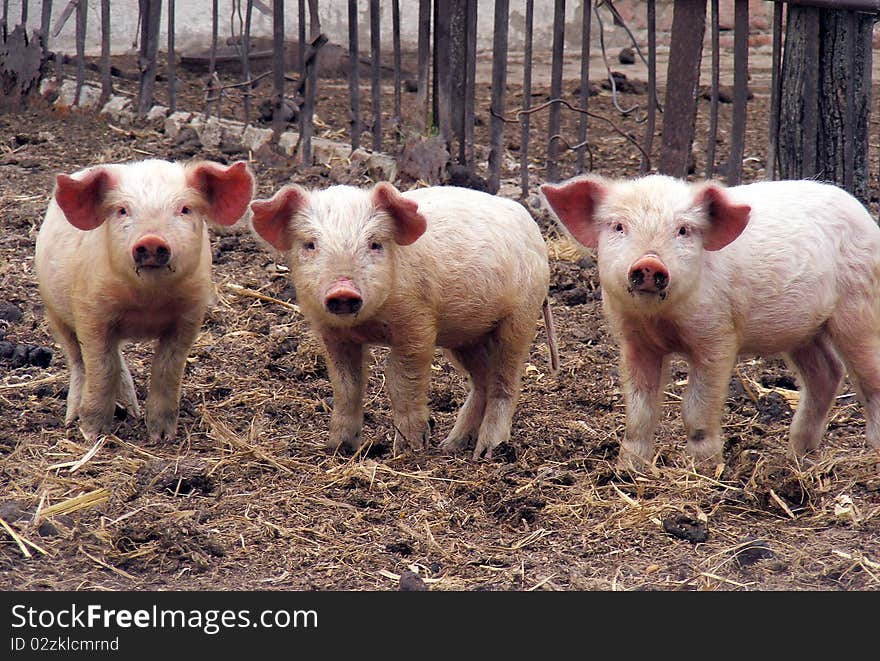 Three young piglets