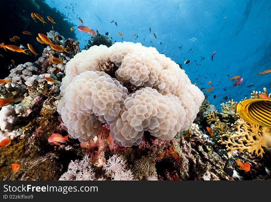 Bubble coral in the Red Sea. Bubble coral in the Red Sea.