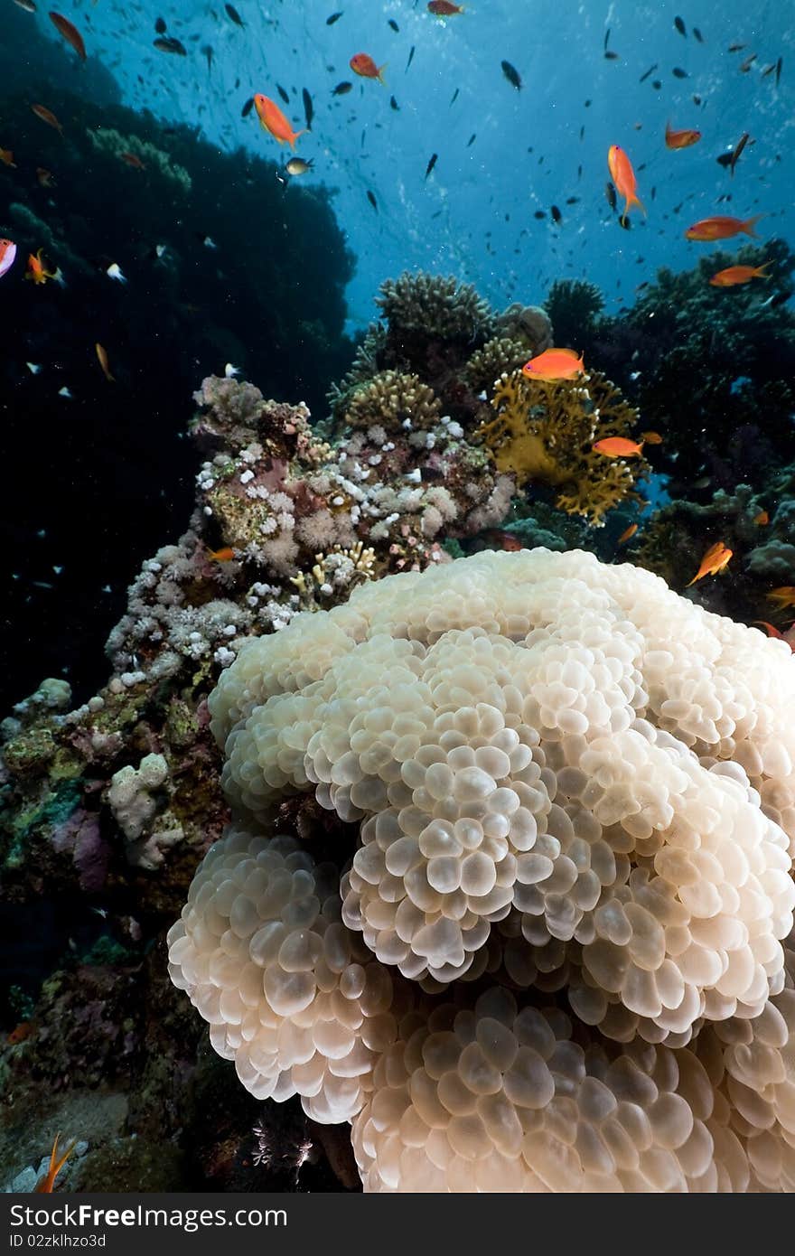 Bubble Coral And Fish In The Red Sea.