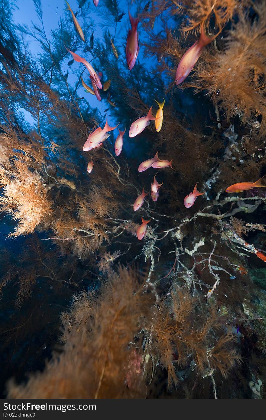 Branching black coral and fish in the Red Sea.