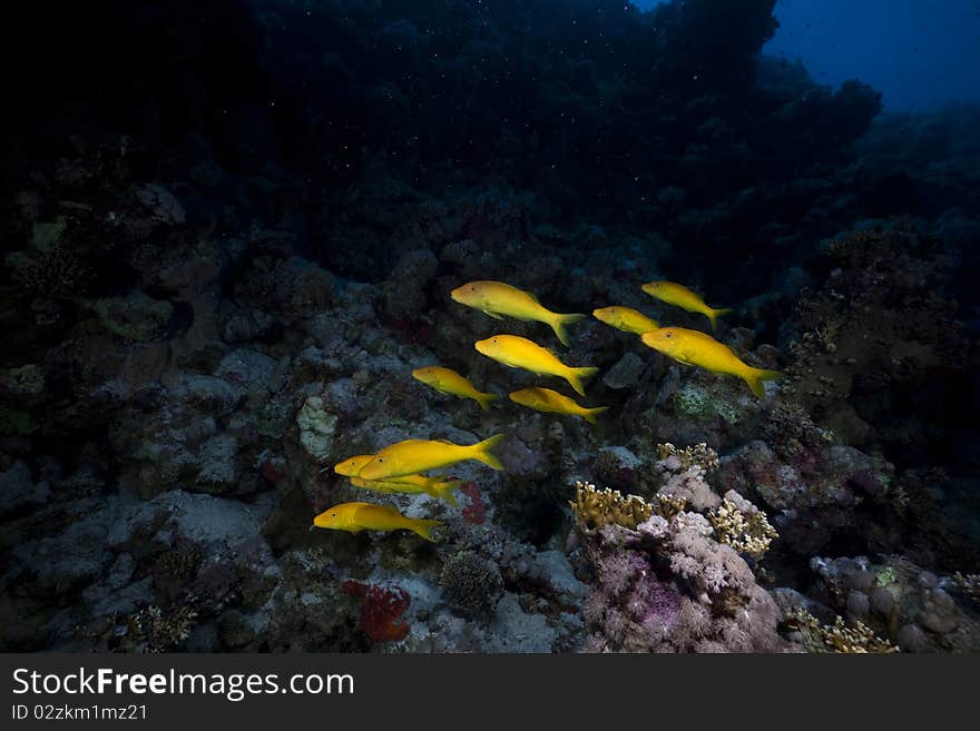 Yellowsaddle Goatfish In The Red Sea