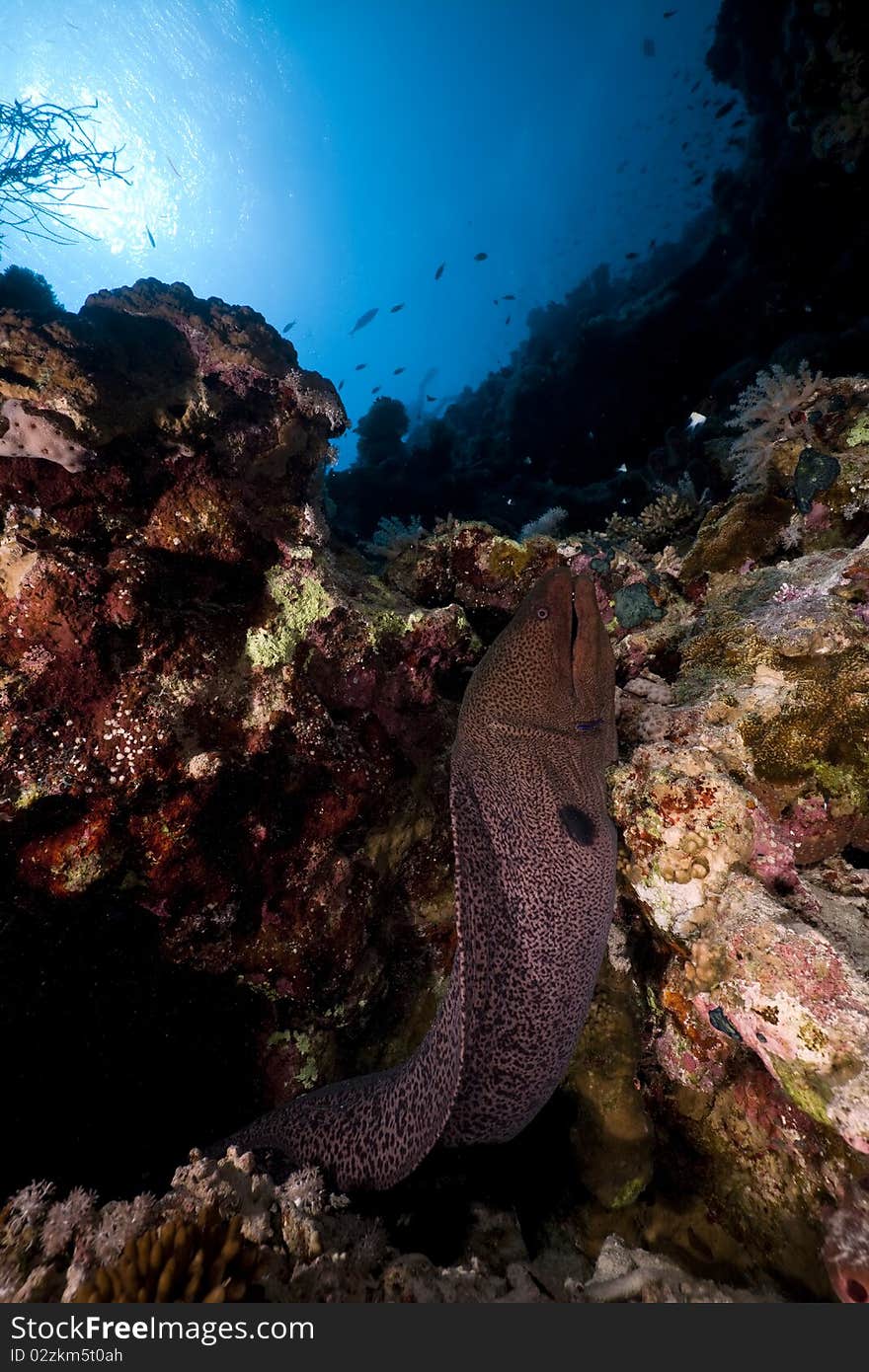 Giant Moray in the Red Sea.