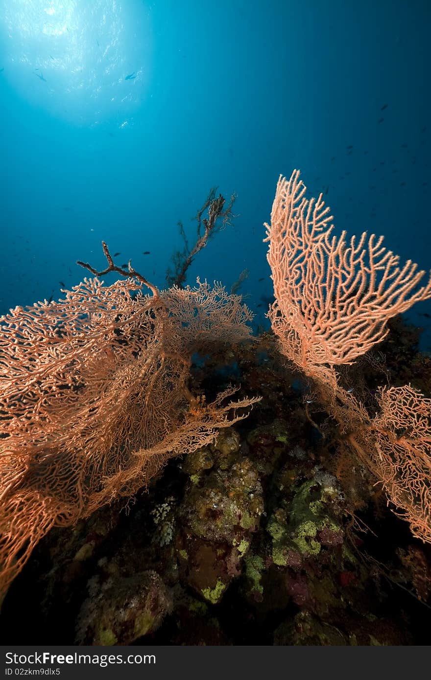 Coral And Fish In The Red Sea.