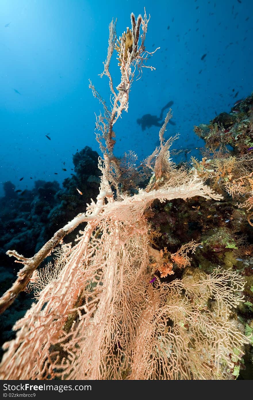 Coral and fish in the Red Sea.