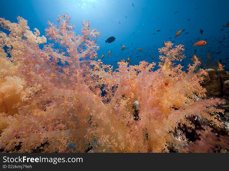 Coral and fish in the Red Sea.