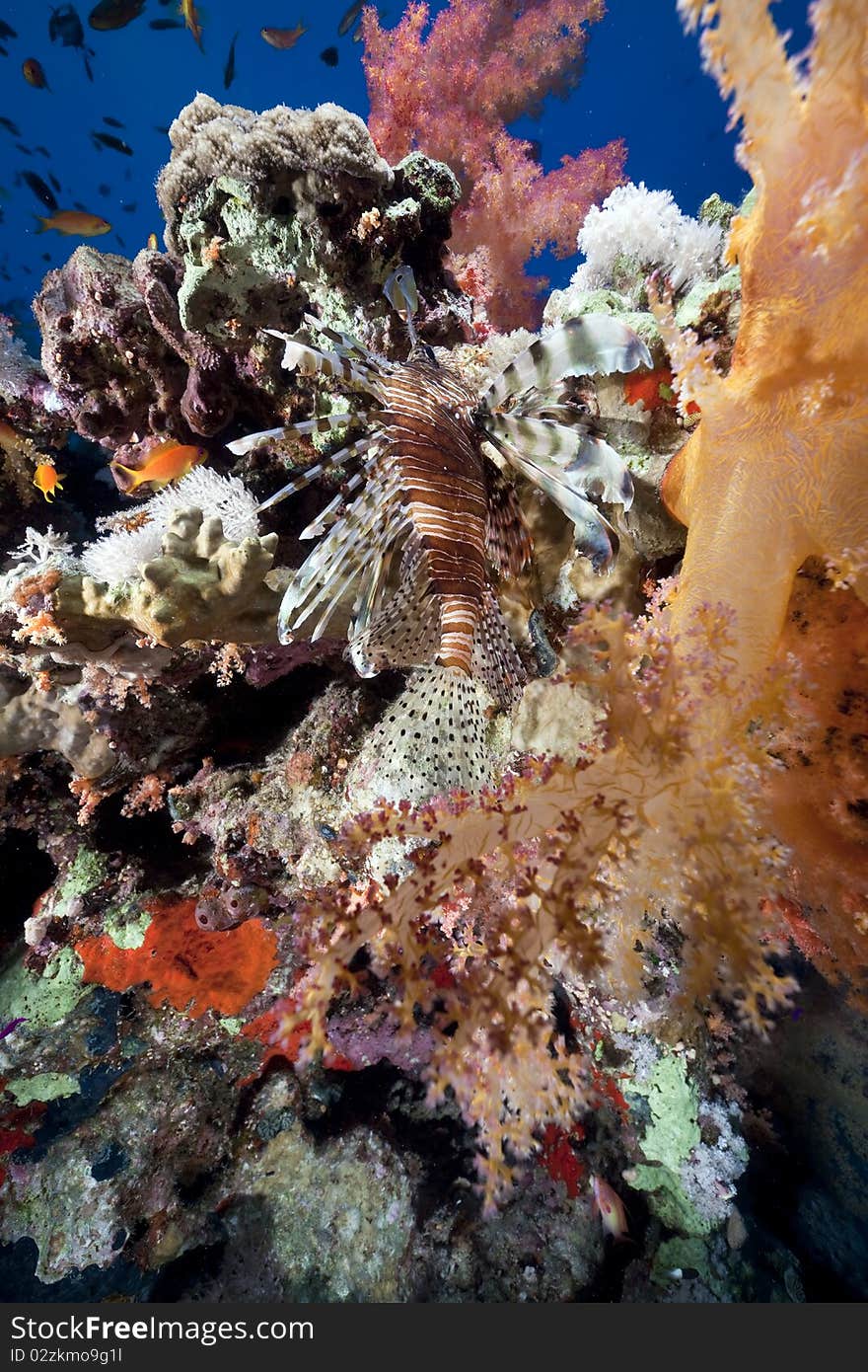 Coral and fish in the Red Sea.