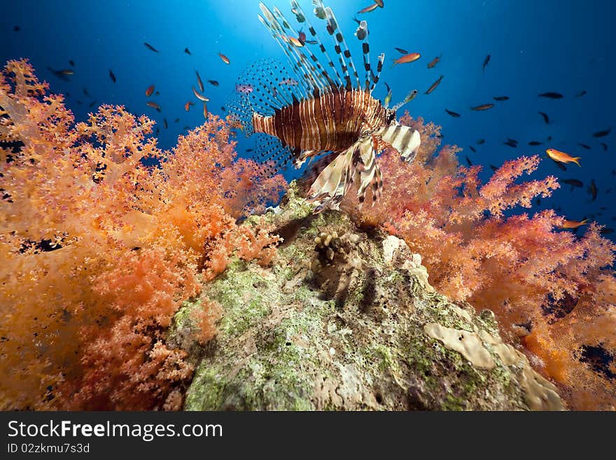 Coral and fish in the Red Sea.