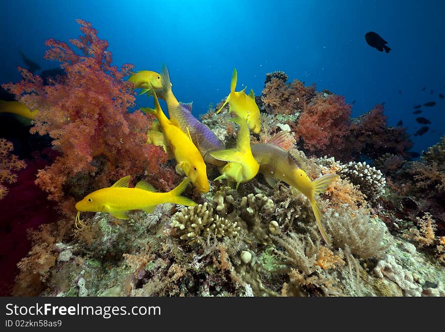 Yellowsaddle Goatfish In The Red Sea.