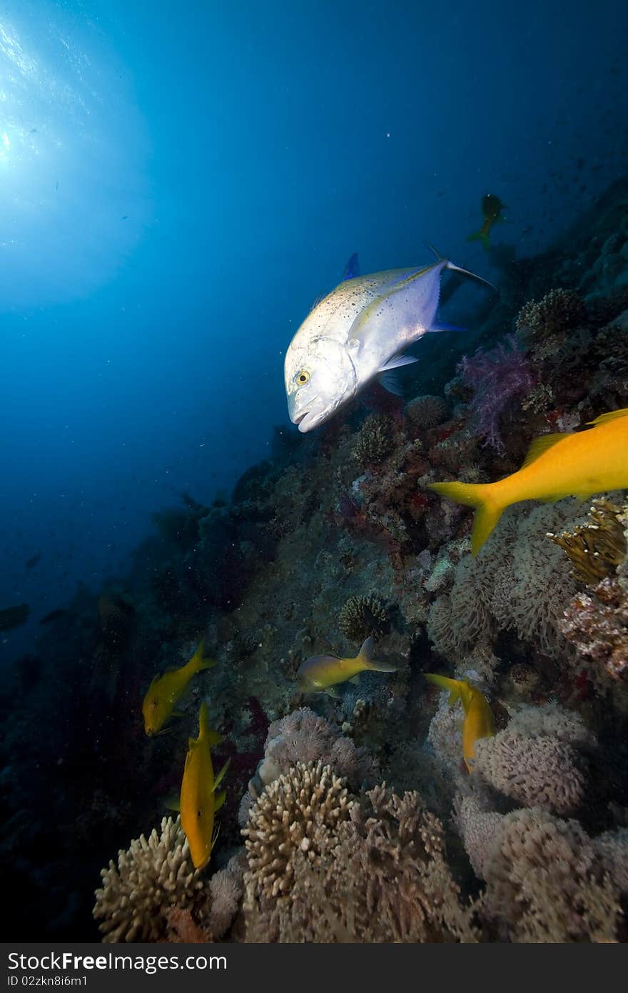 Coral And Fish In The Red Sea.