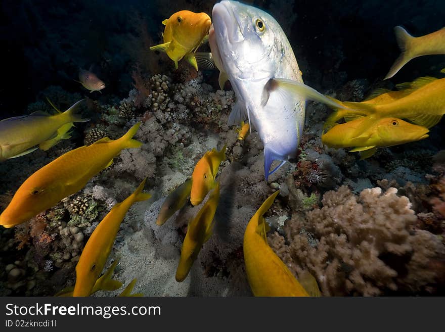 Yellowsaddle goatfish in the Red Sea.