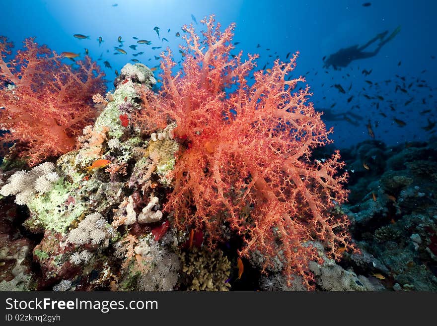 Coral and fish in the Red Sea.