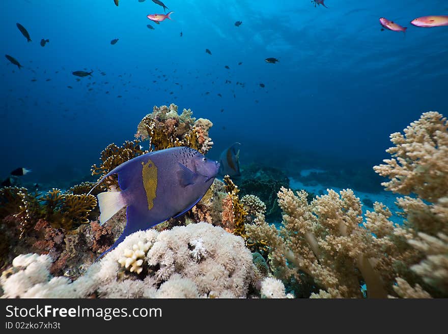 Yellowbar Angelfish in the Red Sea.