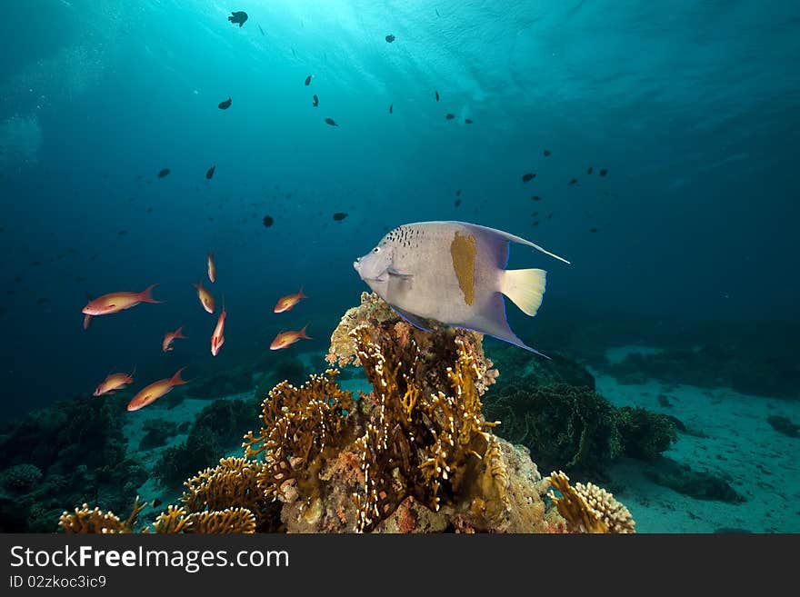 Yellowbar Angelfish in the Red Sea.