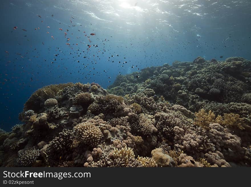 Coral and fish in the Red Sea.